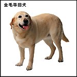 金毛寻回犬
