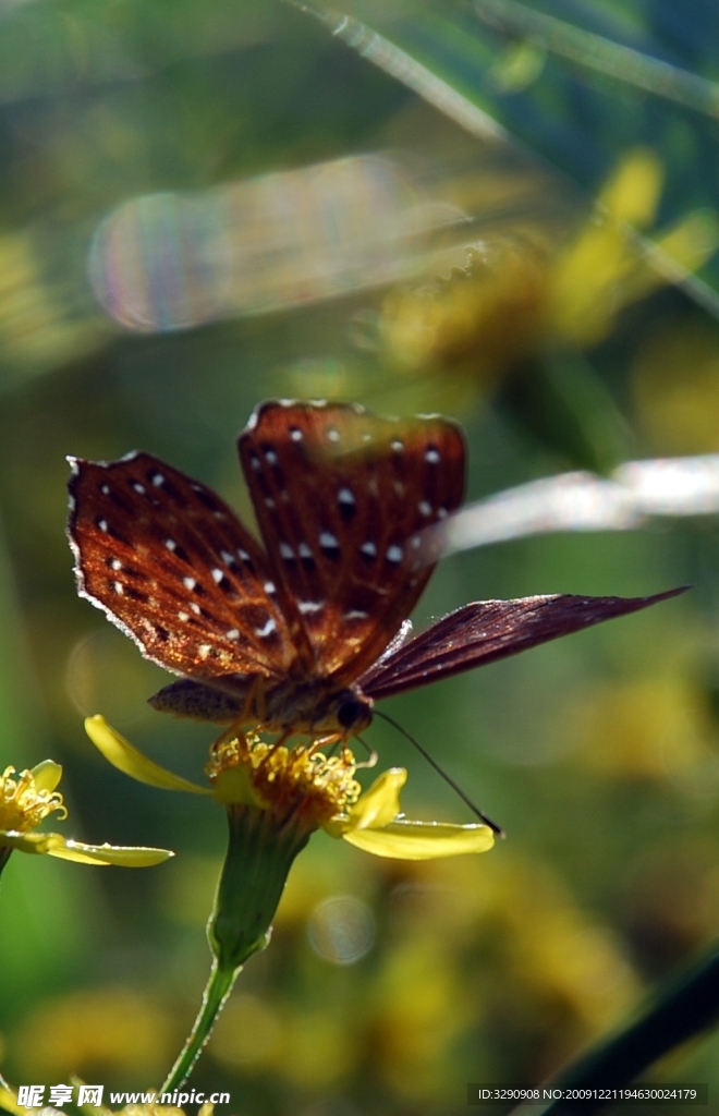 蝶恋花