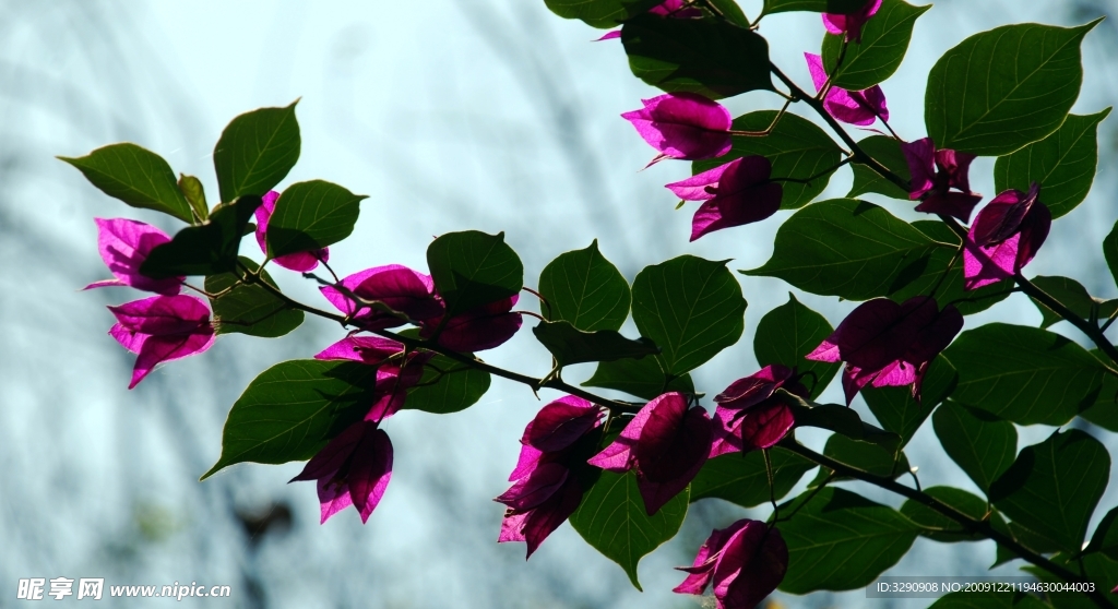 花草