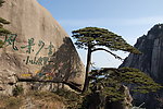 黄山迎客松