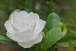 栀子花开