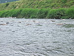 山水 河流 池塘 钓场 小溪 溪流