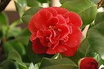 茶花怒放