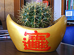 仙人球