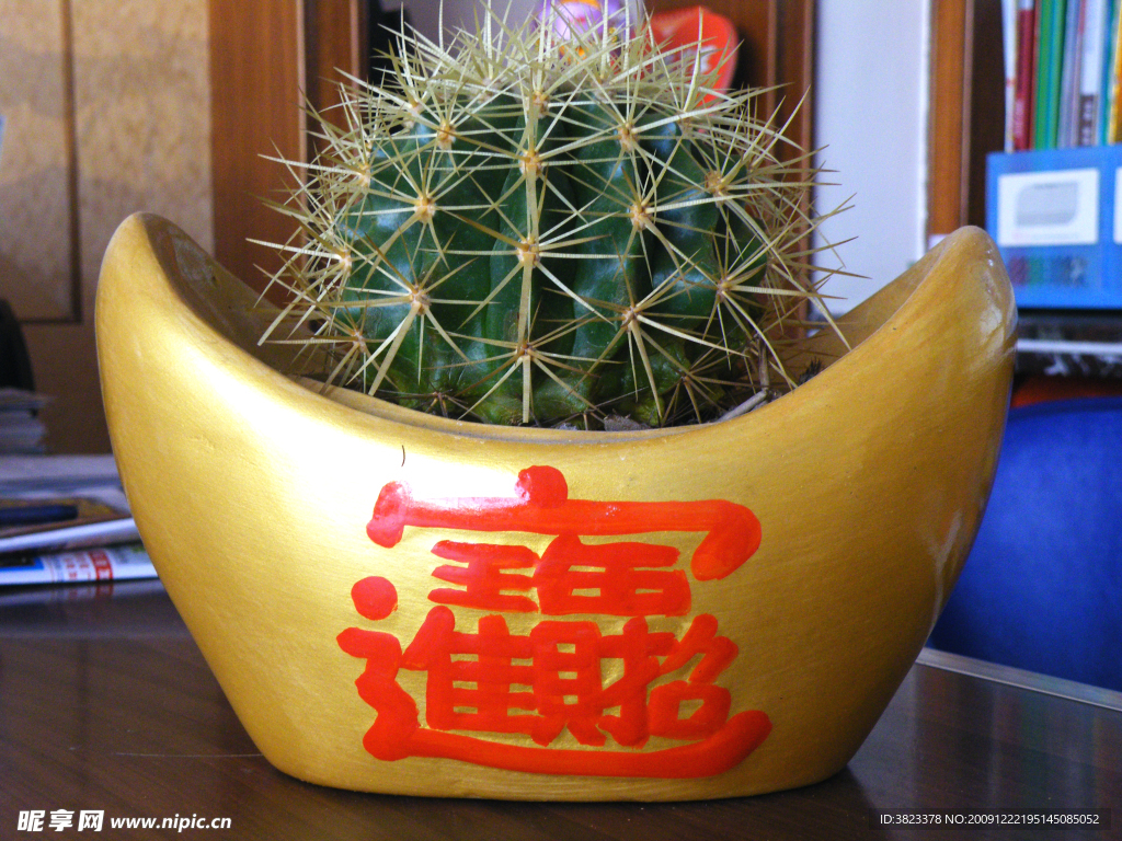 仙人球