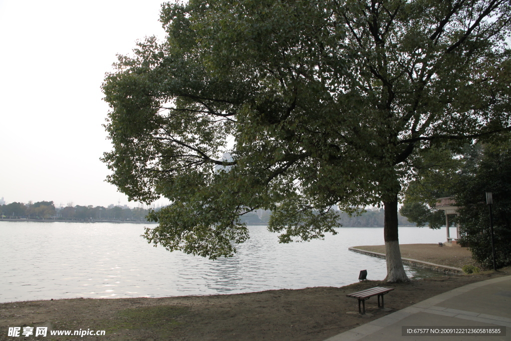 自拍的高清公园风景湖边大树
