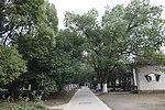 自拍的高清公园小径风景