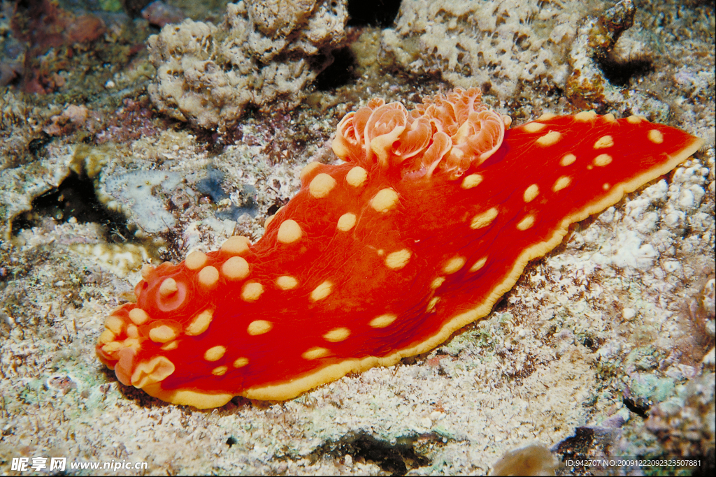 海底生物