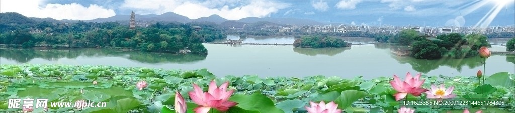 西湖荷花图