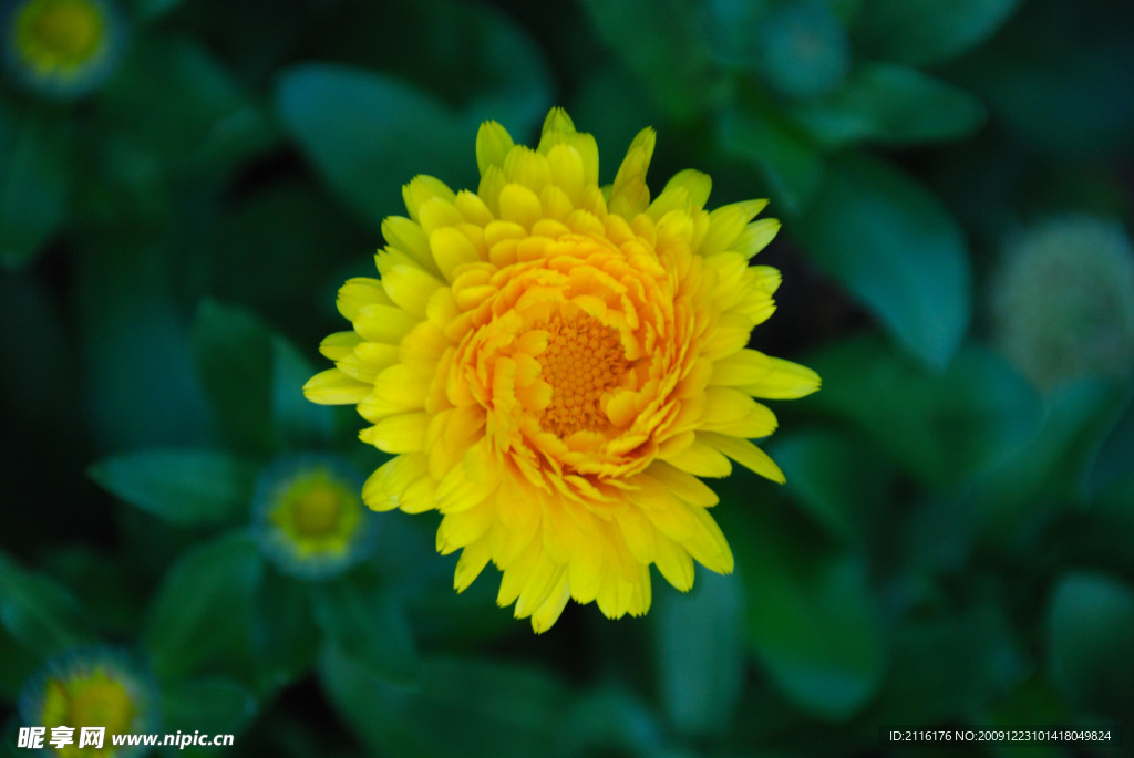 小黄花