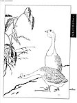 工笔画线描山水画谱 水禽