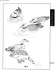 工笔画线描山水画谱 水禽
