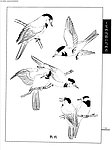 工笔画线描山水画谱 水禽