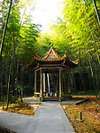 竹林