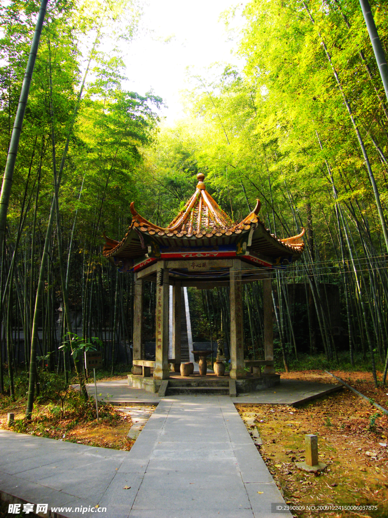 竹林