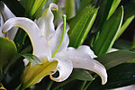 百合花