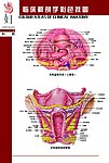 女性生理系统挂图
