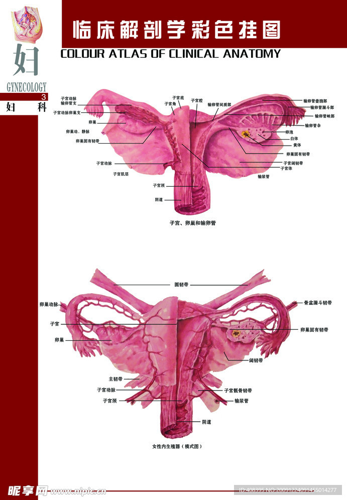 女性生理系统挂图