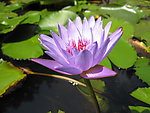 紫莲花
