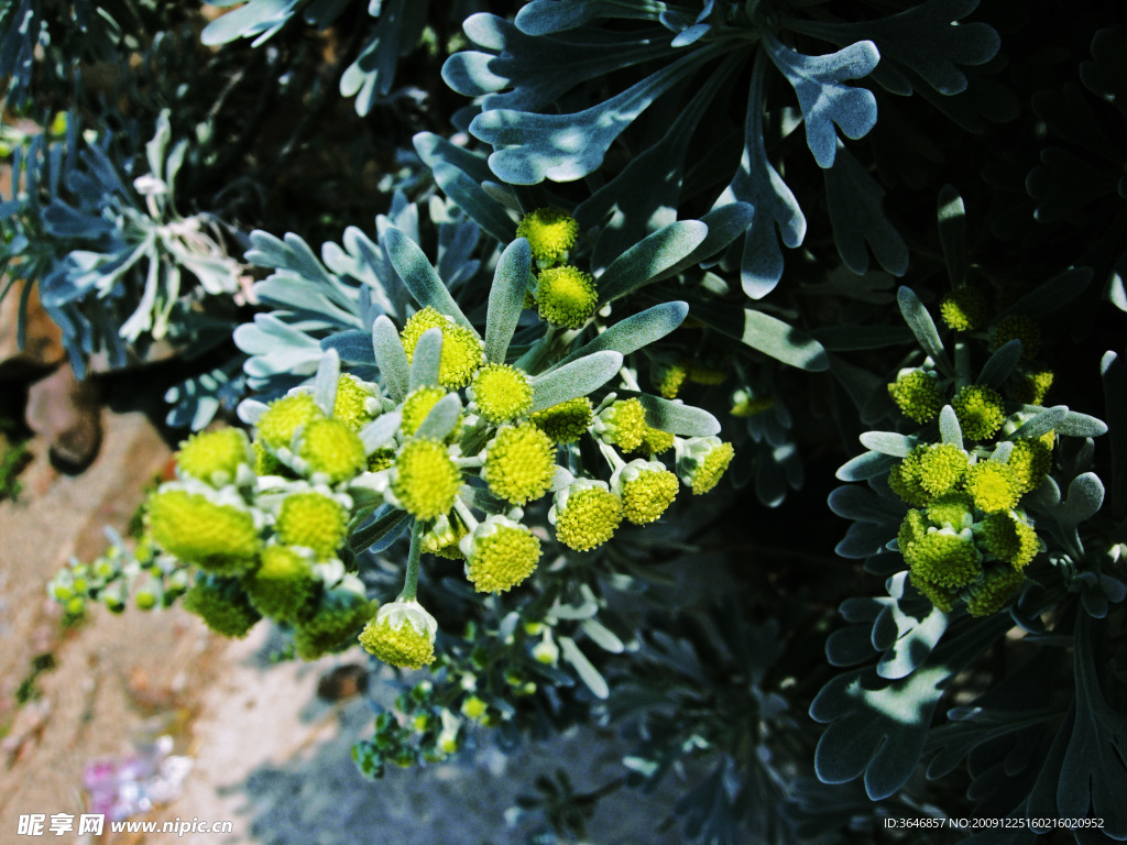 芙蓉菊花