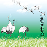 丹顶鹤