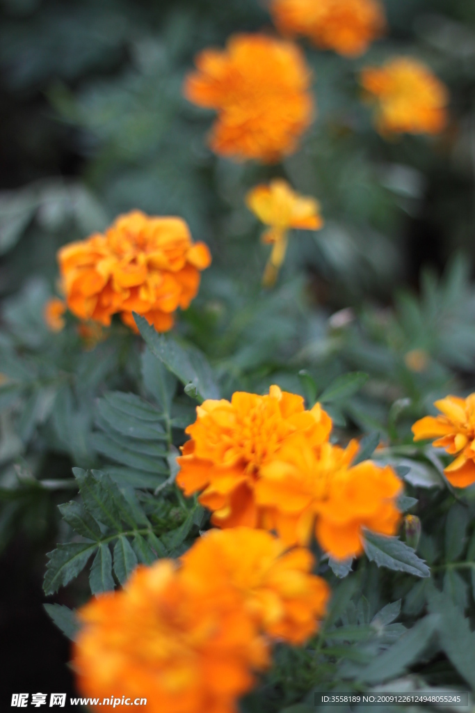 黄花