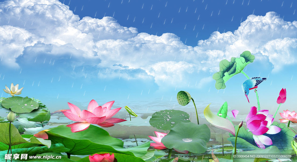 雨中荷花