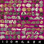 100种化石素材大全