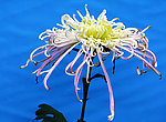 菊花争艳