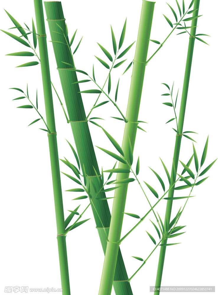 竹子