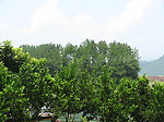 湖畔小林