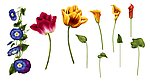 分层花朵