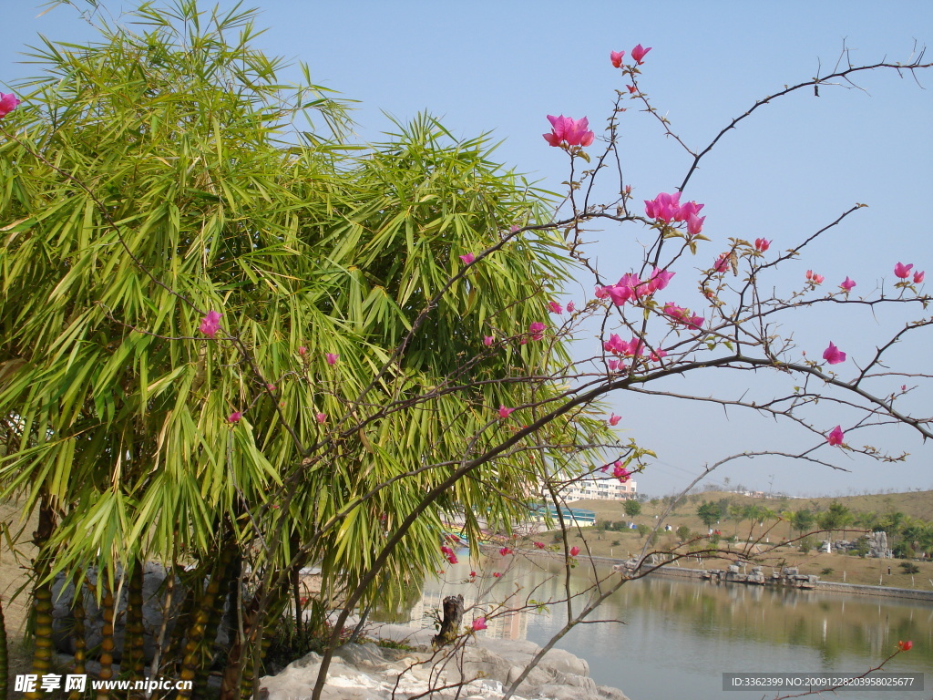 花 竹 自然 风景 春