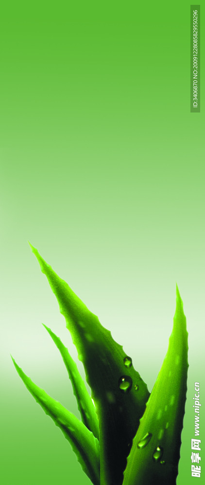 芦荟