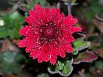 星光菊花