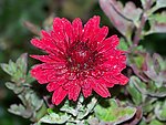 星光菊花