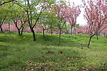 扬州风景
