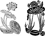 矢量荷花莲藕