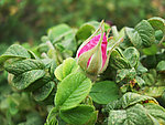 玫瑰花苞