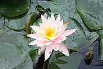 雨后荷花