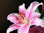 百合花蕊
