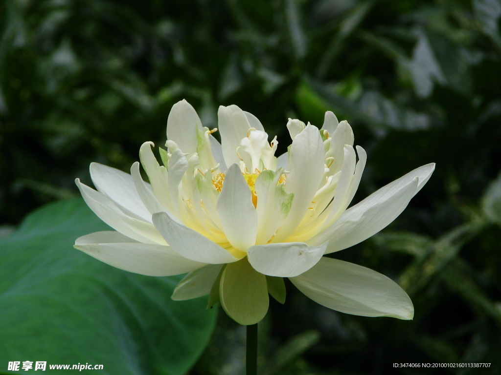 杭州荷花5