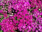 紫色花蕊