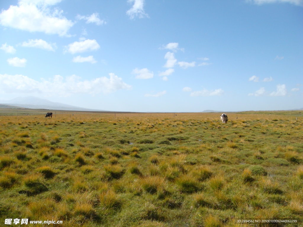 草原风光