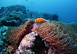 海底鱼海葵