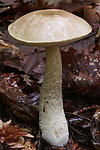 蘑菇菌野生菌