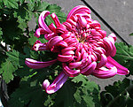 菊花争艳