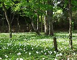 花草 花卉 草地 樹林