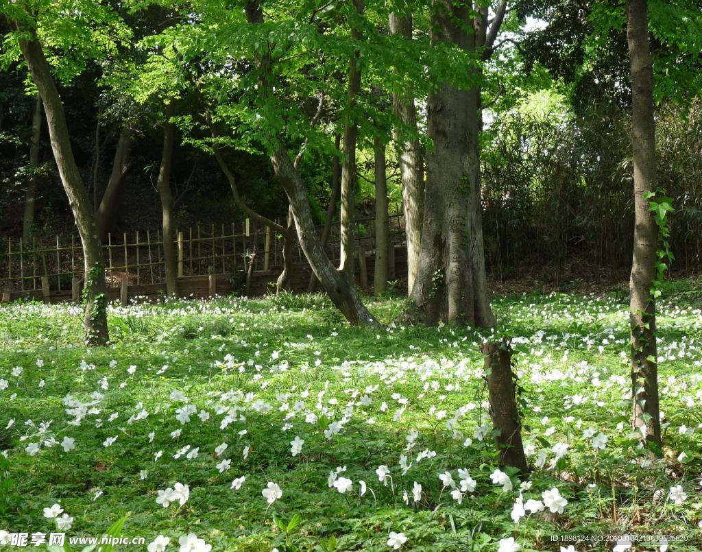 花草 花卉 草地 樹林