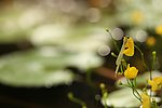梦幻背景蜻蜓花草图